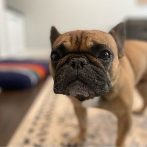 Meet your Posher, Shannon